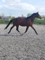 Vente de cheval : Sunshine de Goldy